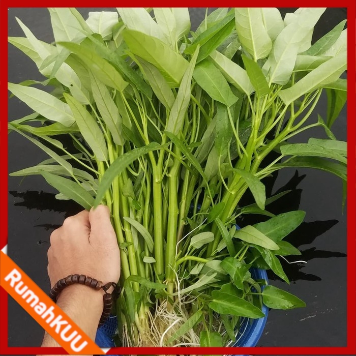 BIBIT BENIH SAYURAN KANGKUNG 20GRAM