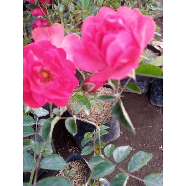 bunga mawar rambat irian