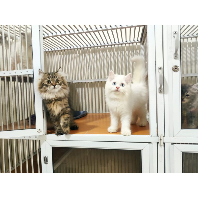 kucing persia Longhair himalaya dan white solid mata biru