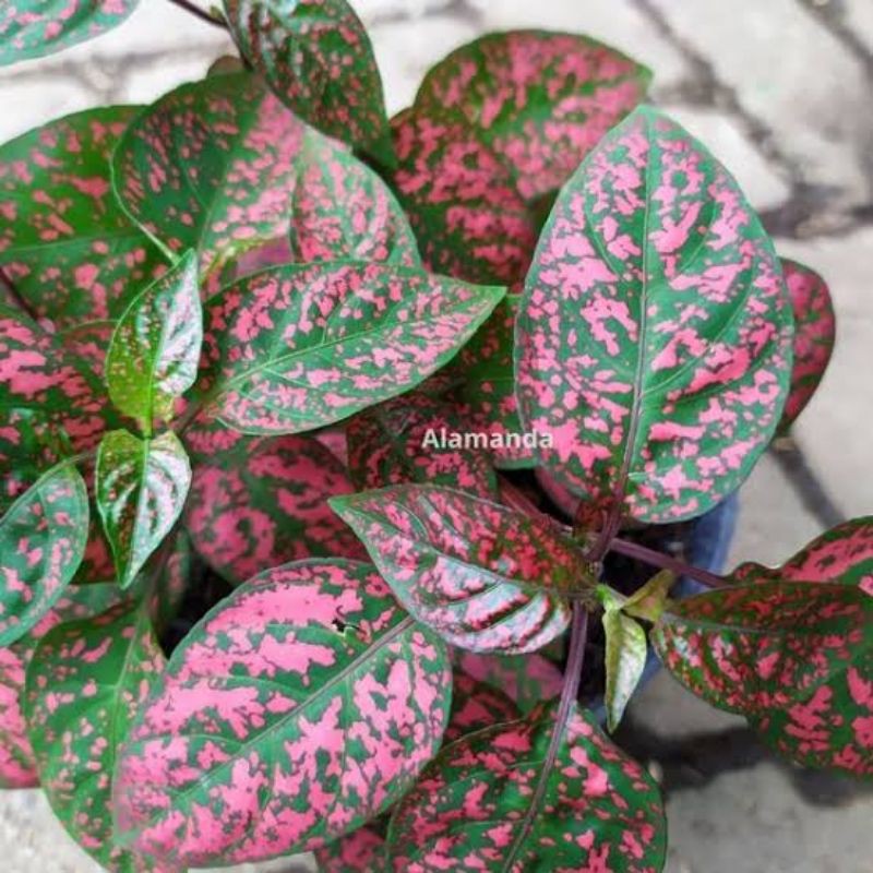 Tanaman hias hipotes daun pink - tanaman daun hias