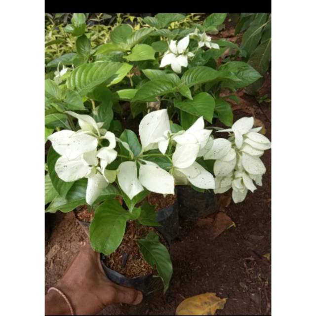 Tanaman hias pohon nusa indah tanaman bunga nusa indah