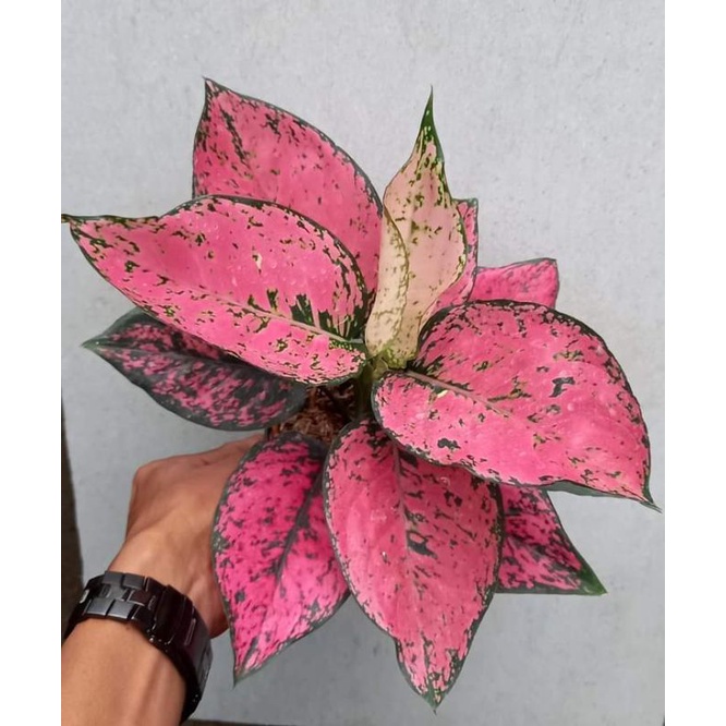 aglonema komkom merah / aglonema komkom pink daun 6-8