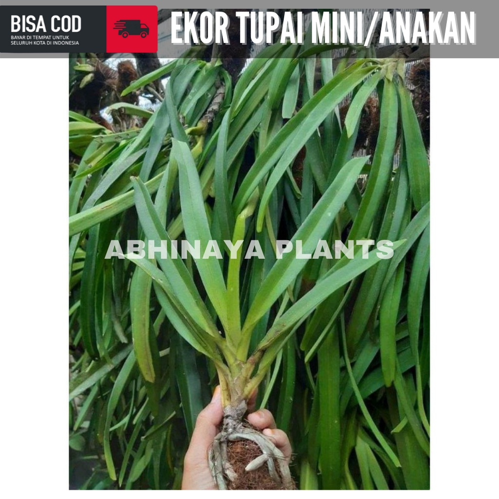 Anggrek ekor tupai mini - tanaman hias anggrek ekor tupai
