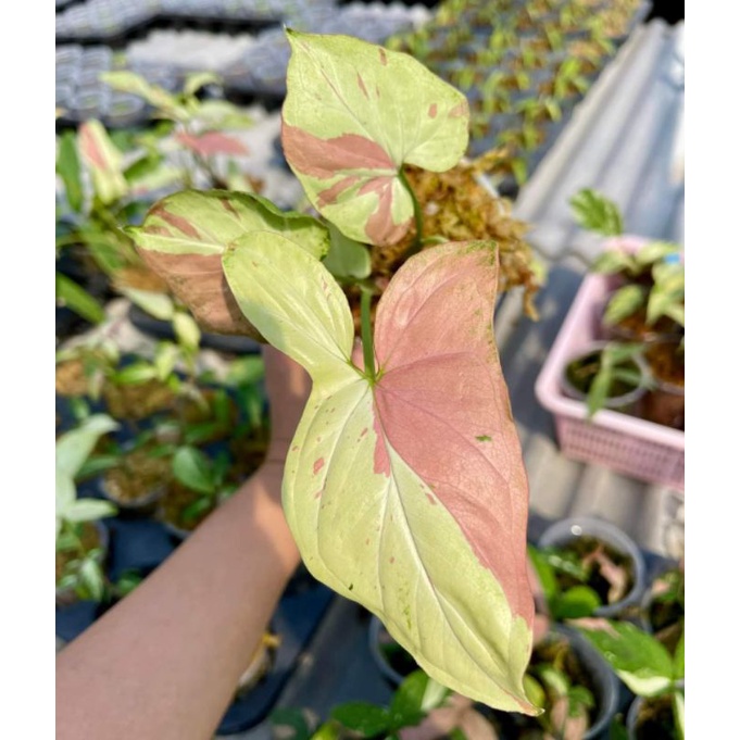 Bibit syngonium pink salmon-bonggol syngonium pink salmon