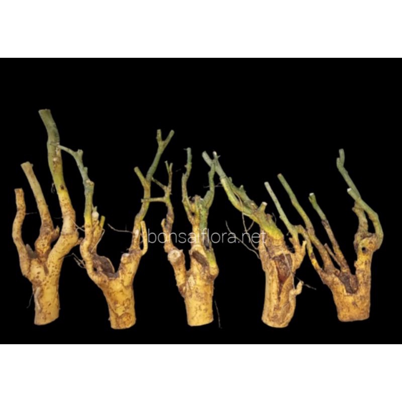 bonsai serut medium bonggol berkarakter | bahan bonsai starbluess asper
