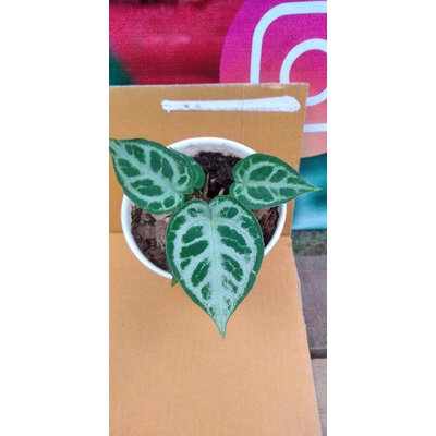 anthurium kuping gajah dorayaki silver