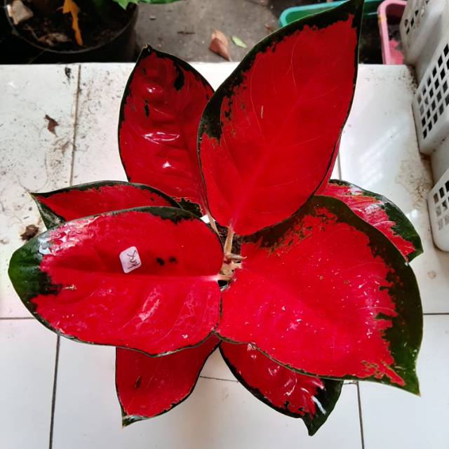 Aglonema/Suksom/Aglonema suksom/Aglaonema suksom/Suksom jaipong/Suksom culture/Tanaman hias aglonema