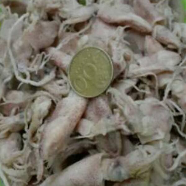 

P.2.Q.0.0.4baby cumi kering /asin 250gram |Produk.R3adys