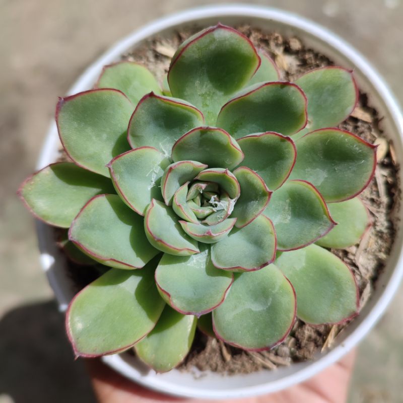 Echeveria pulidonis/Echeveria lipstick