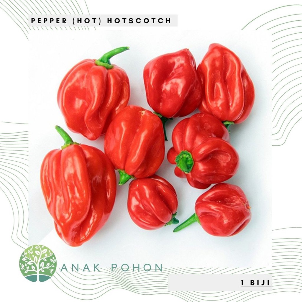 Benih Bibit Biji - Cabai Pepper (Hot) Hotscotch Scotch Bonnet Seeds - IMPORT