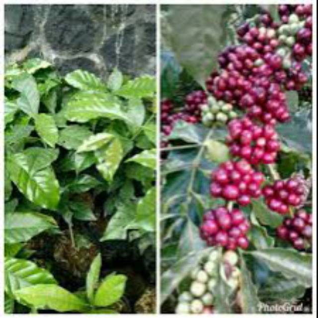 Bibit Kopi Robusta Jember