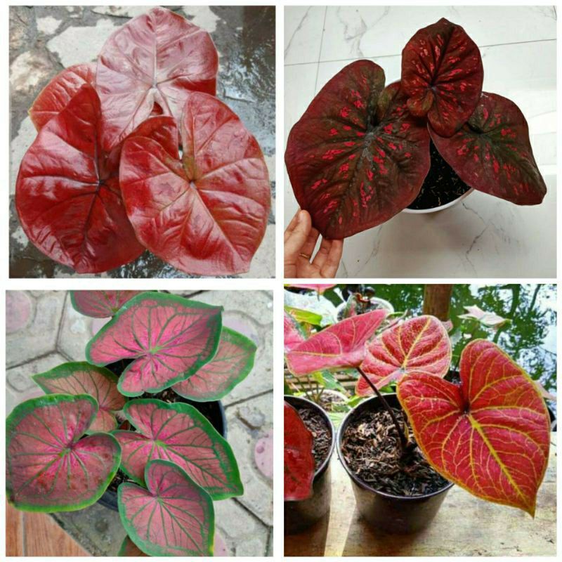 NewSale Umbi Caladium Paket 4 ,BlackMamba,Red Arini,Red dragon Tambuna