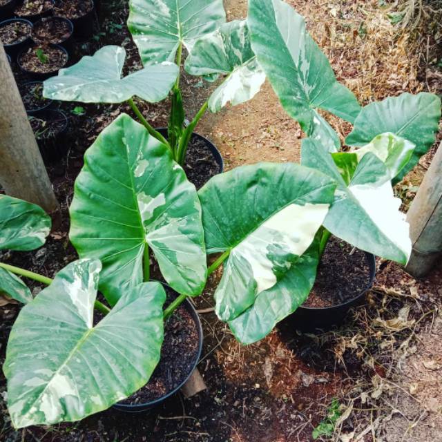 Induakan alocasia sente varigata