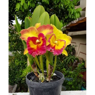 Anggrek Cattleya Dewasa  Yen Golden Sunset Siap Bunga  