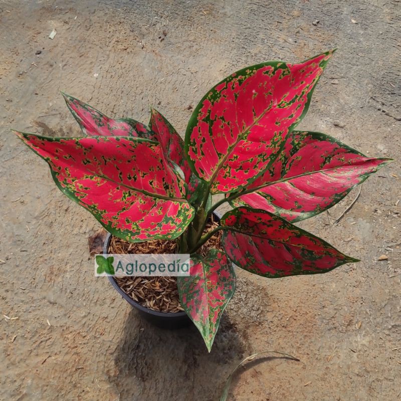 Aglonema Red King - Aglopedia