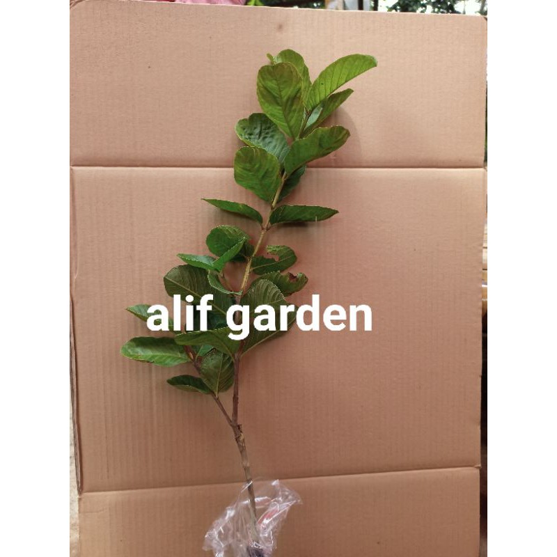 

paket jeruk,jambu sawo