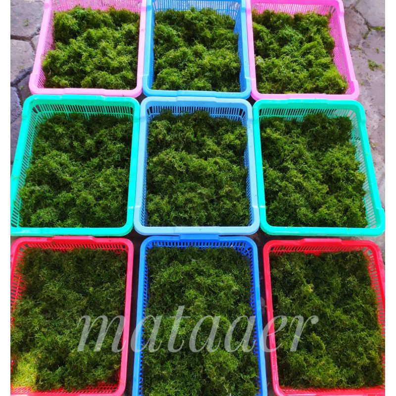 weeping moss kiloan bahan full air mosa aquascape 1 kilogram