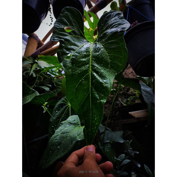 Anthurium Macrolobium (Tanaman koleksi Langka)