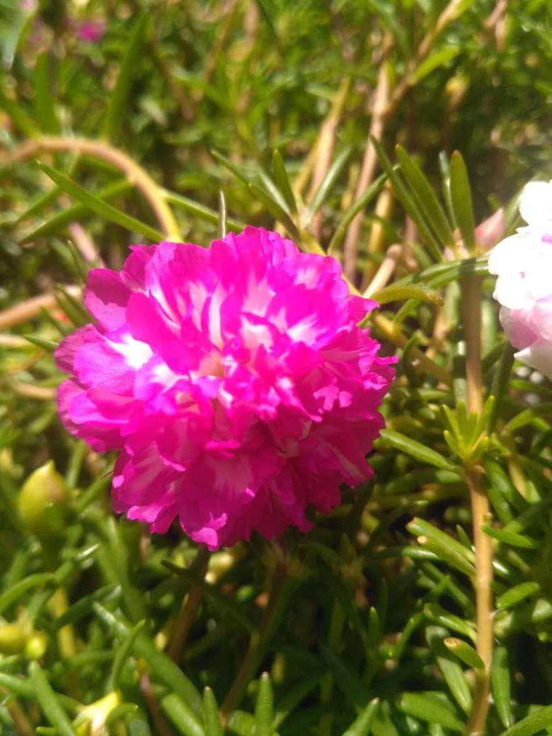 Handle Pintu Kupu Tarung Minimalis Door Pull Stainless 25 Cm Kotak Box Dof Kombinasi Kecil Murah