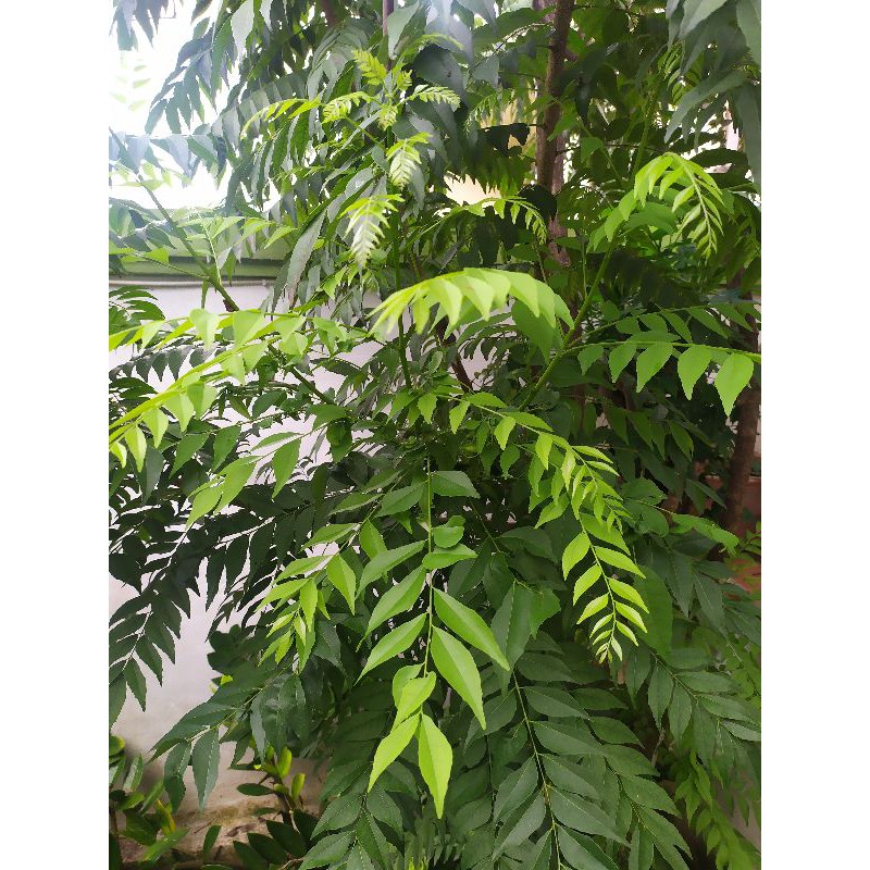 

Daun kari segar / Daun salam koja // Fresh curry leaves