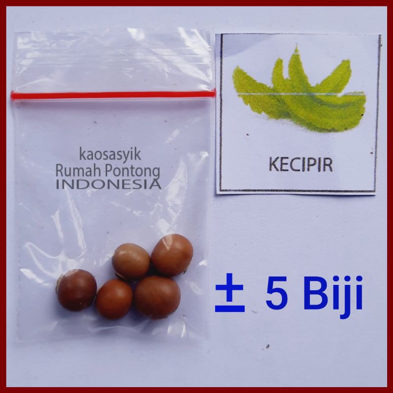 BENIH KACANG / KACANG HIJAU, KAPRI, MERAH, TANAH, KECIPIR, KEDELAI, TOLO/LANDES-5 Kecipir