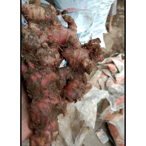 

jahe merah