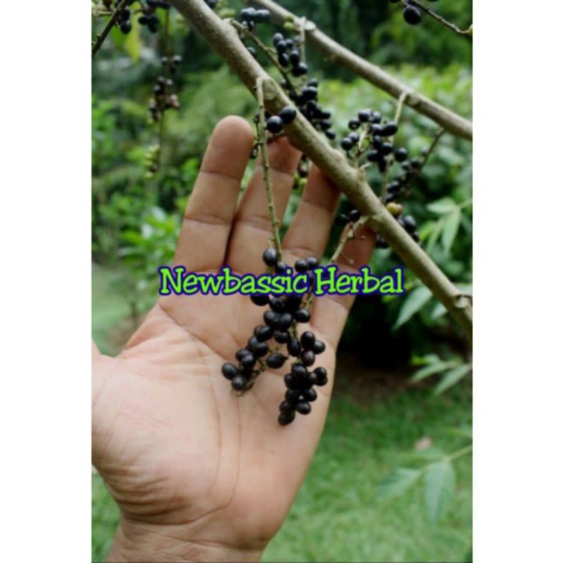 

buah melur buah makasar Hasil Kebun Sendiri