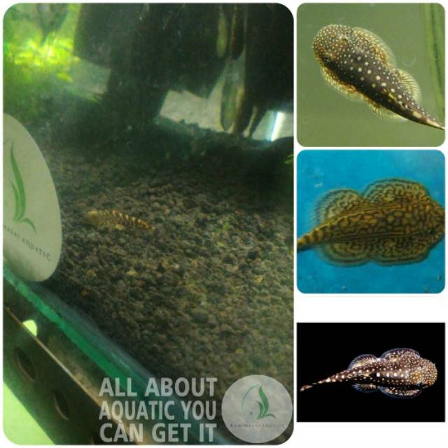 Ikan borneo sucker untuk aquarium dan aquascape