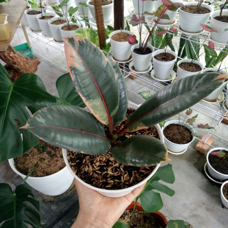 Ficus Elastica Ruby - Varigata