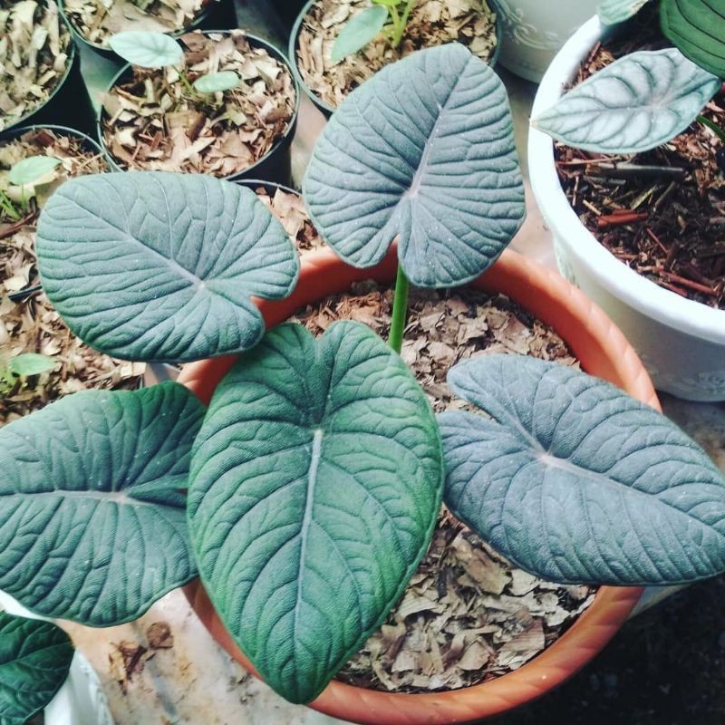 melo badak kapuas ( bonggol)