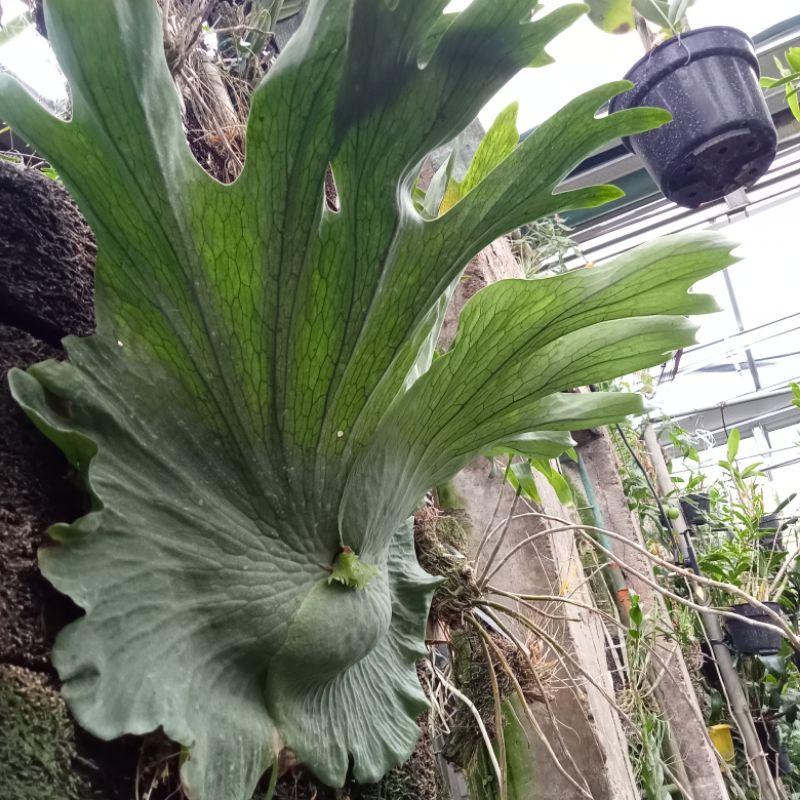 platycerium Wandae papua