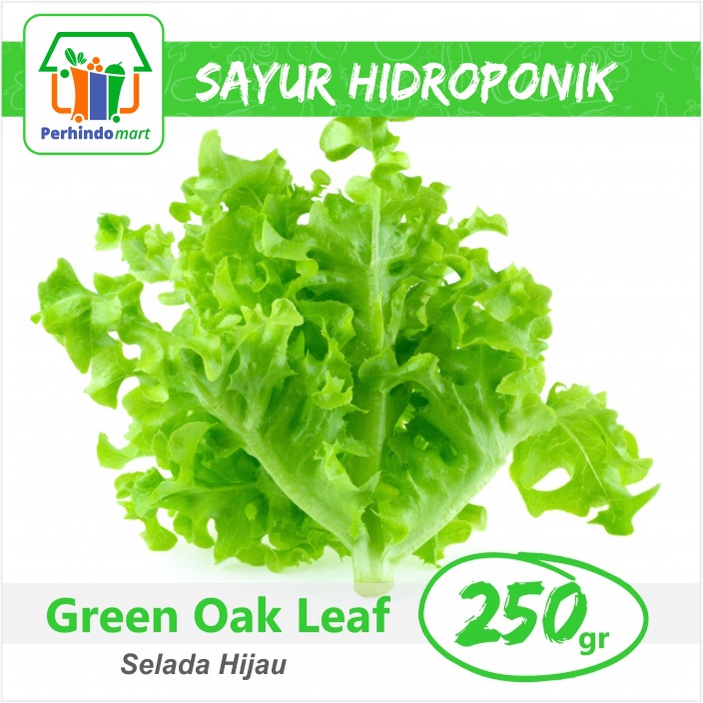

Green Oak Leaf Hidroponik (Surabaya & Sidoarjo only)