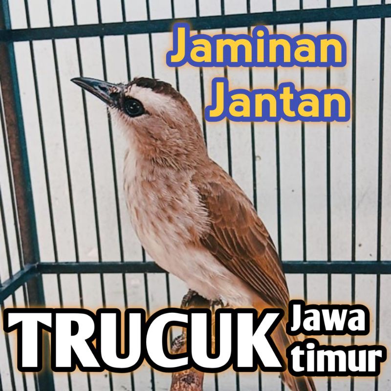 burung trucuk an jantan Jawa timur bahan pilihan rawatan