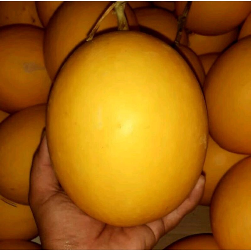 

Melon golden