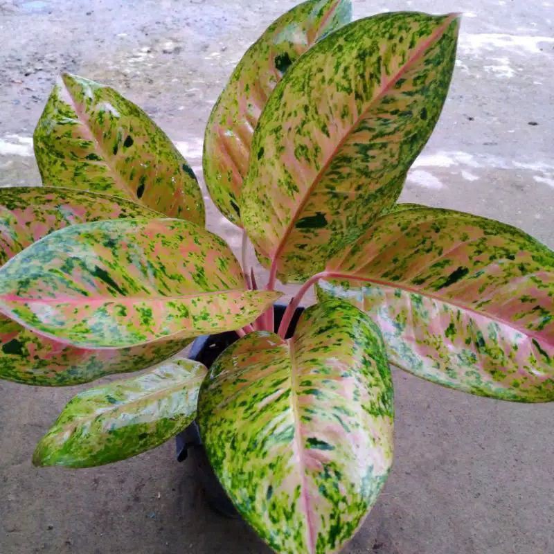 Aglonema Big Roy Jumbo Indukan