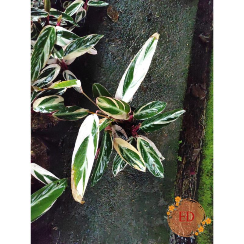 Kalatea merah putih/ calathea tricolor