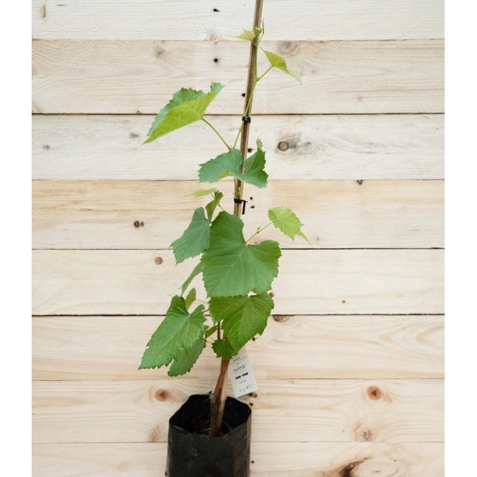 jual Bibit pohon anggur | pohon buah anggur