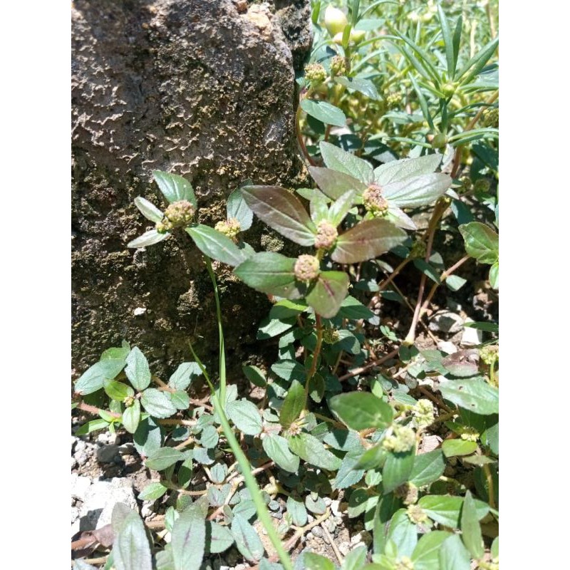 

daun patikan kebo