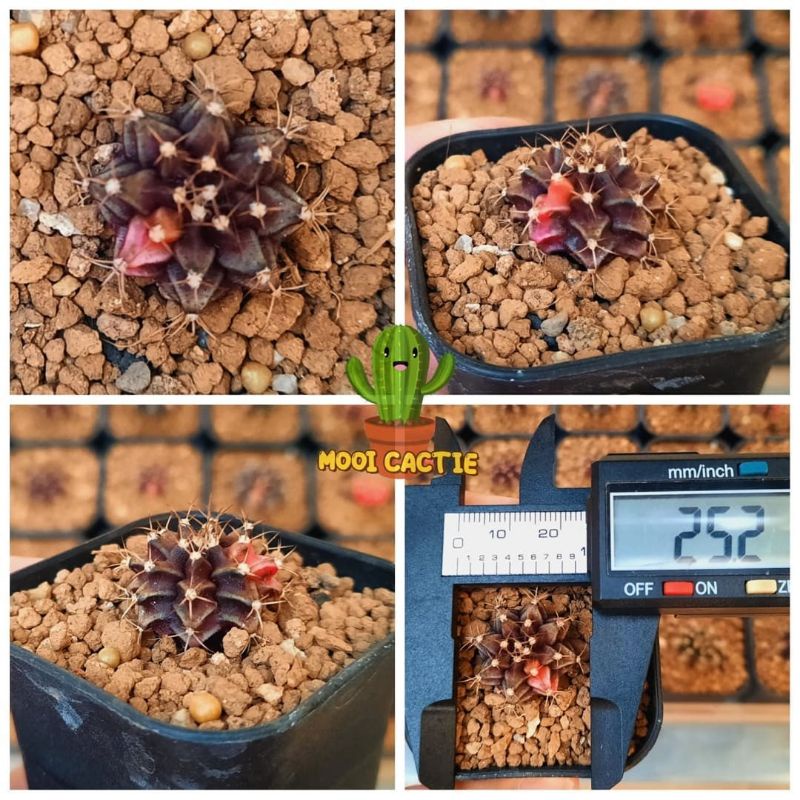 Tanaman Hias Kaktus Gymno Miha Var. x Miha Orange + Pot 5 cm (A132)