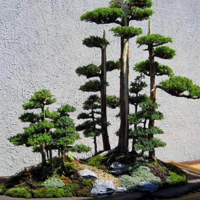 yamakatsu_plants_shop