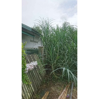 Jual Paket Murah Bibit Rumput Zanzibar indigofera turi dan kaliandra