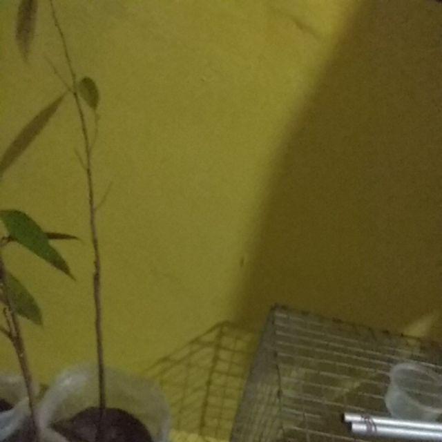 Bibit Tanaman Buah Durian Montong