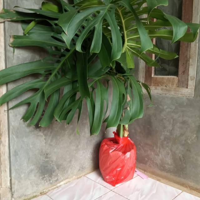 Tanaman hias monstera super