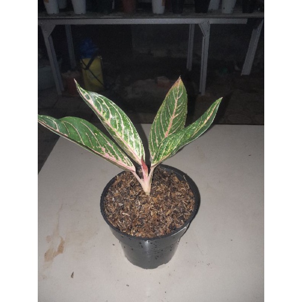 aglonema pos barang sehat pesanan lelang