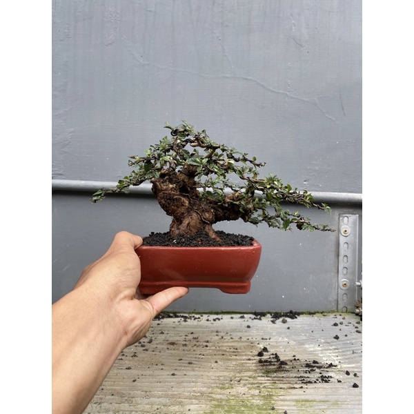 bonsai hokiantea siap kontes
