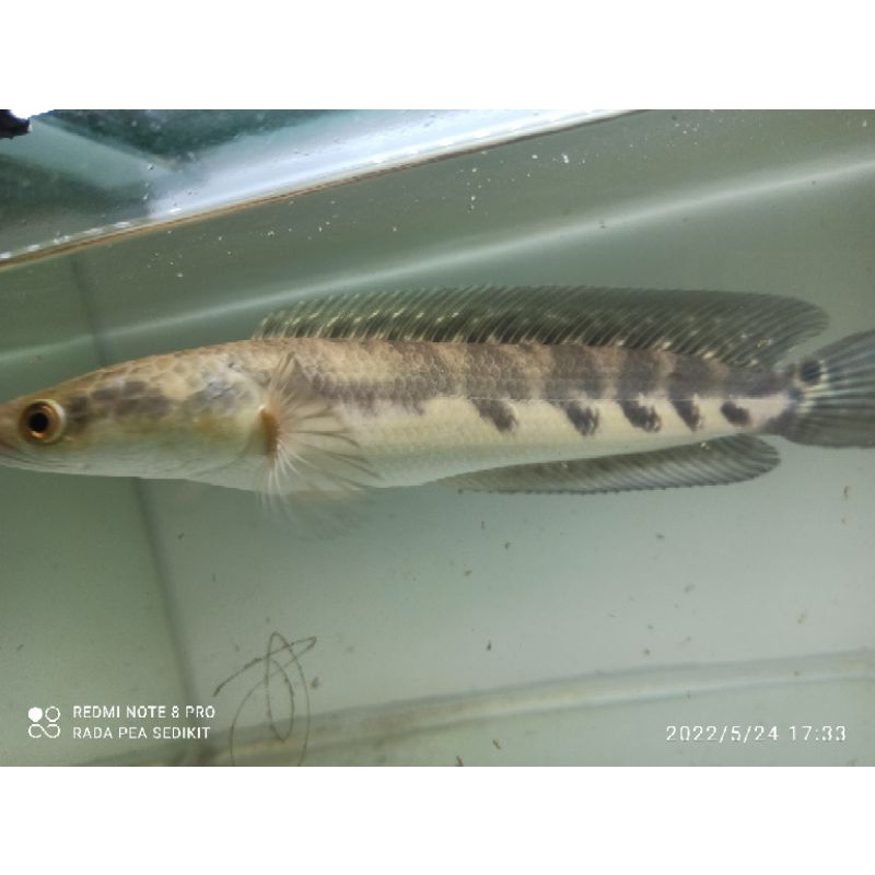 ys progres 21-24cm bercabung