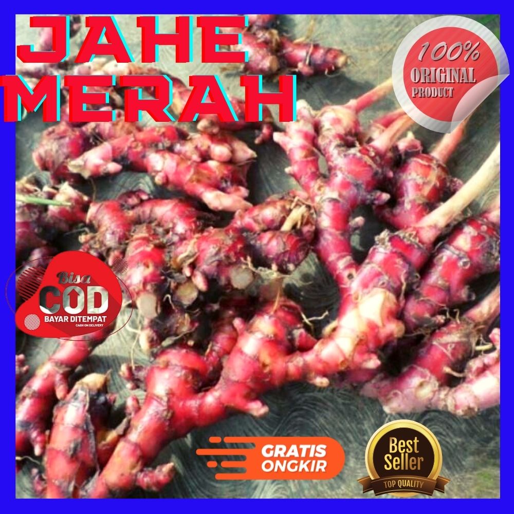 jahe merah 1kg  jahe merah  bibit jahe merah 1kg  bibit jahe merah bibit jahe merah super  jahe merah asli  jahe merah 1 kg   jahe merah segar 1kg