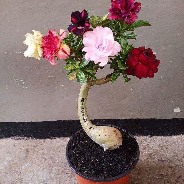 Adenium Grafting size D "6 in1"