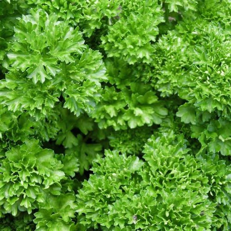 Benih Herbal Daun Parsley Moss Curled Benih Parsley Peterseli Keriting