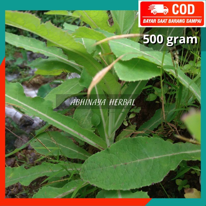 

DAUN TEMPUYUNG SEGAR 500gram
